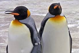 Adoptuj tučňáka  